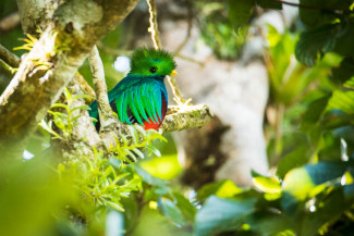quetzalbiancahahncra004b01.jpg