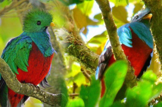 quetzale_-_maennchen.jpg