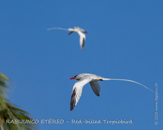 red-billed_tropicbird_260126-1619-28-dx4510.jpg