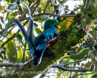resplendent_quetzal_260121-0908-57-dx4500.jpg