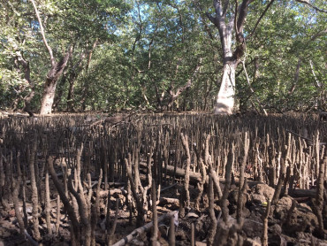 schwarze_mangrove.jpg