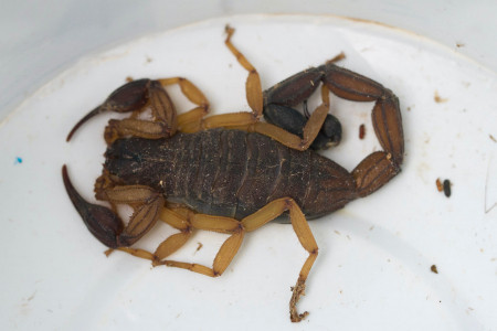 skorpion-costa_rica.jpg