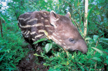 tapir_geo.jpg
