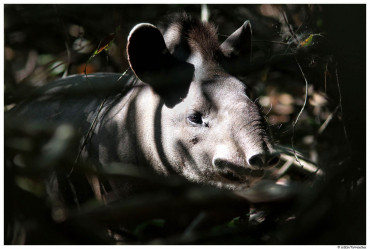 tapir_hariviswanathan..jpg