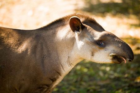 tapirbrasilianischertiefland_biancahahn.jpg