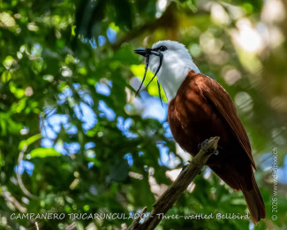 three-wattled_bellbird_260121-1017-00-dx4500.jpg