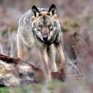 wolf-cwildwatchingspain.jpg